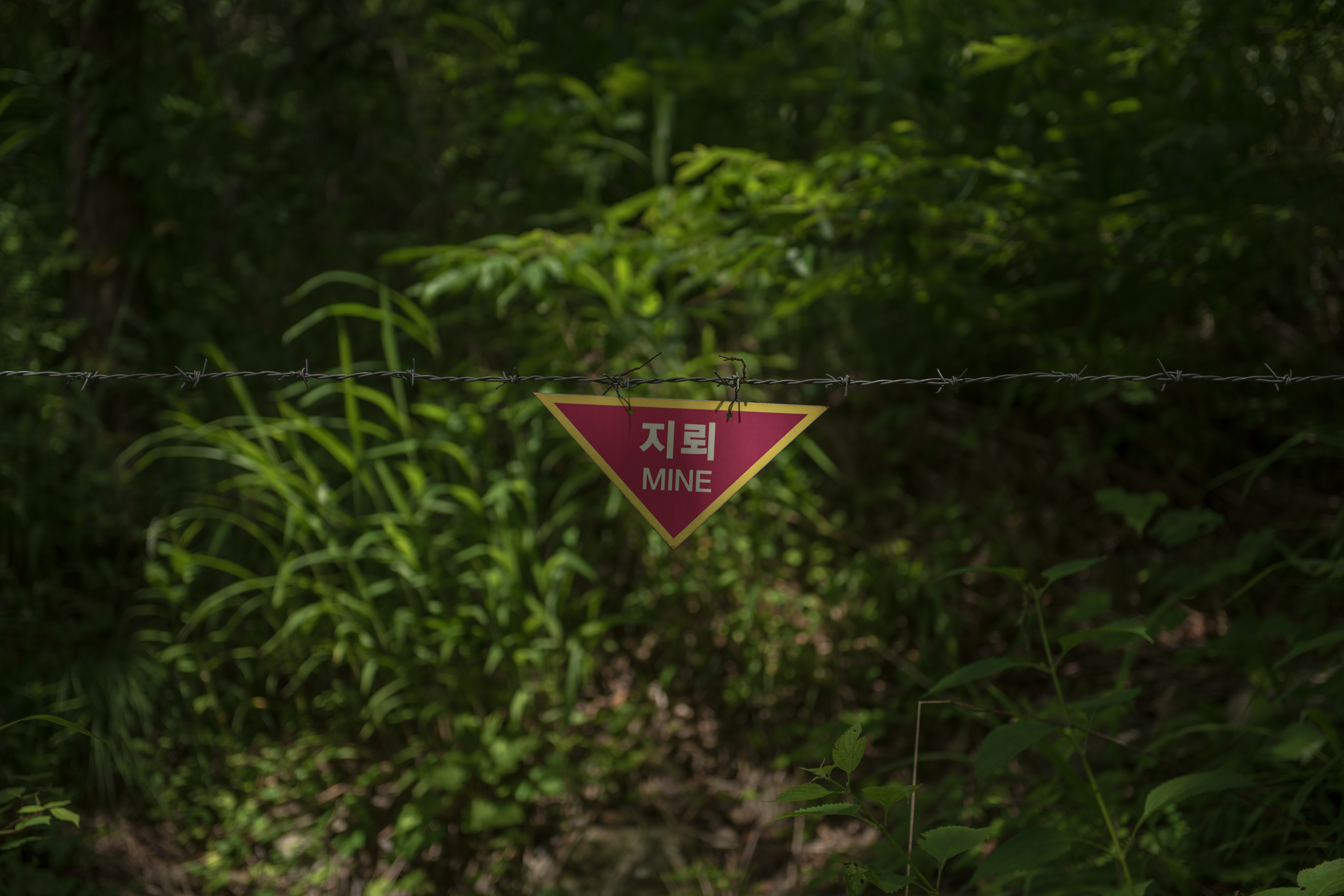 DMZ Forest - Long Trek With Military Personnel