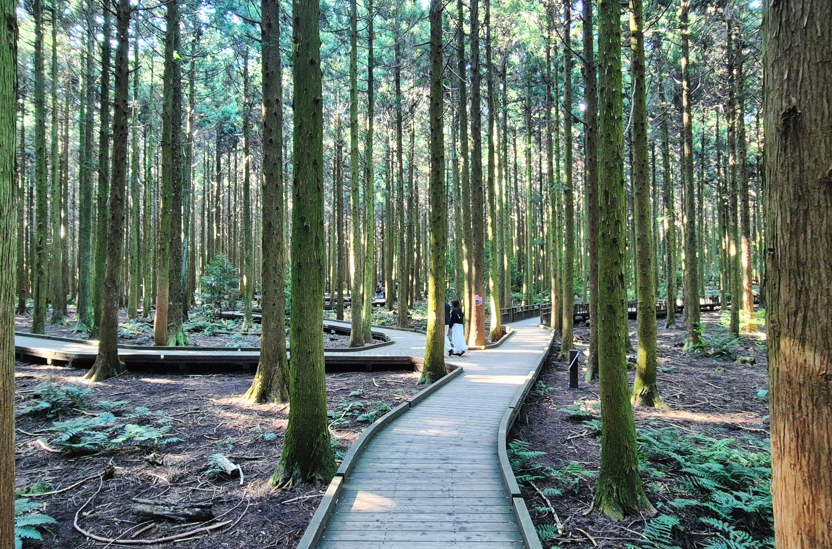 Jeju's Hallasan Mt & Forest Base Trail Loop (5D/4N)