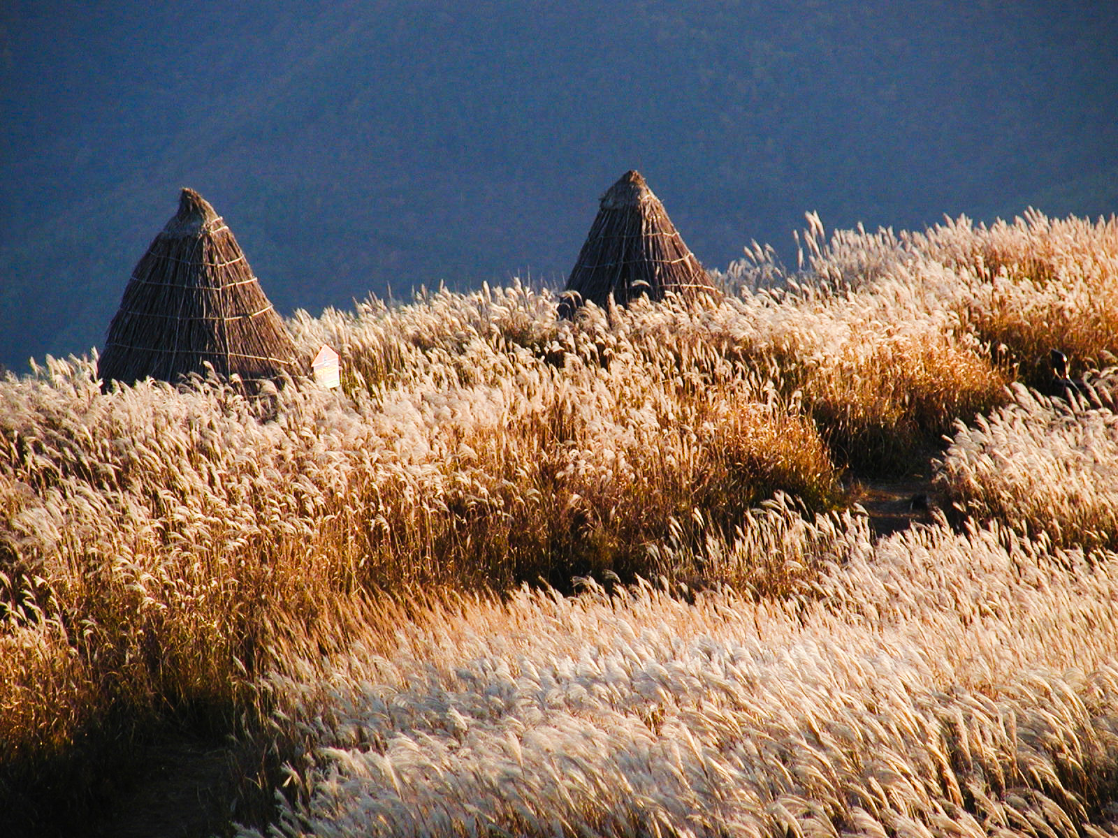 MindungSan's Shoulder-High, Silver Grass Hiking on Golden Week