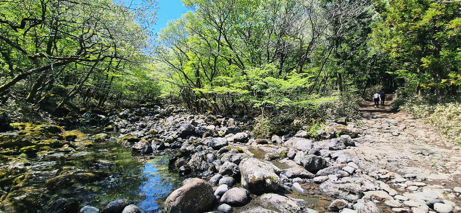 Jeju's Hallasan Mt & Forest Base Trail Loop (5D/4N)