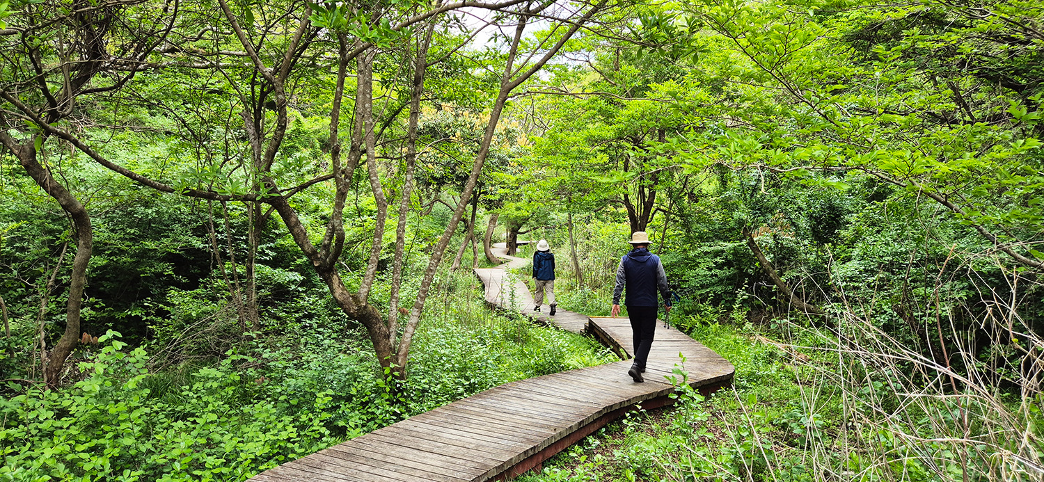Jeju's Hallasan Mt & Forest Base Trail Loop (5D/4N)