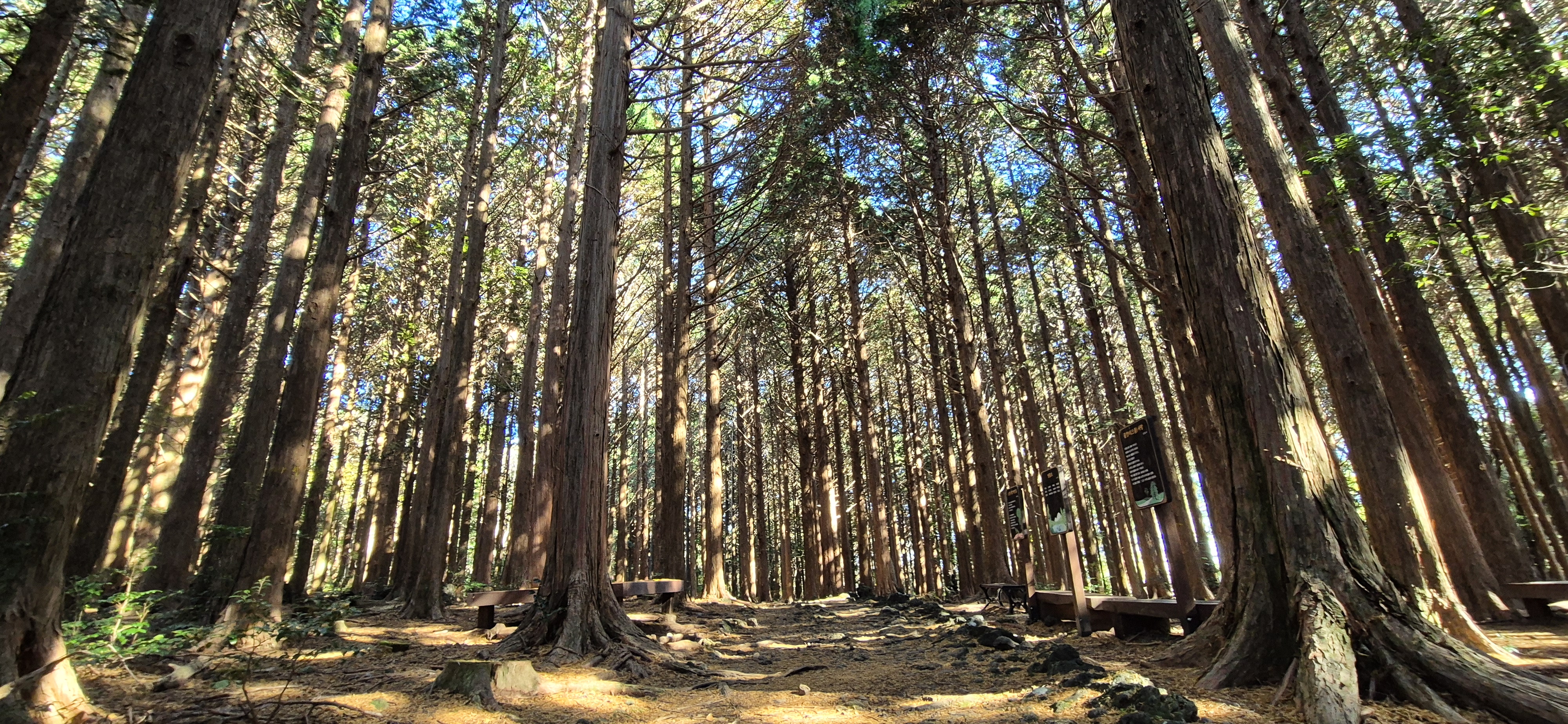 Jeju's Hallasan Mt & Forest Base Trail Loop (5D/4N)