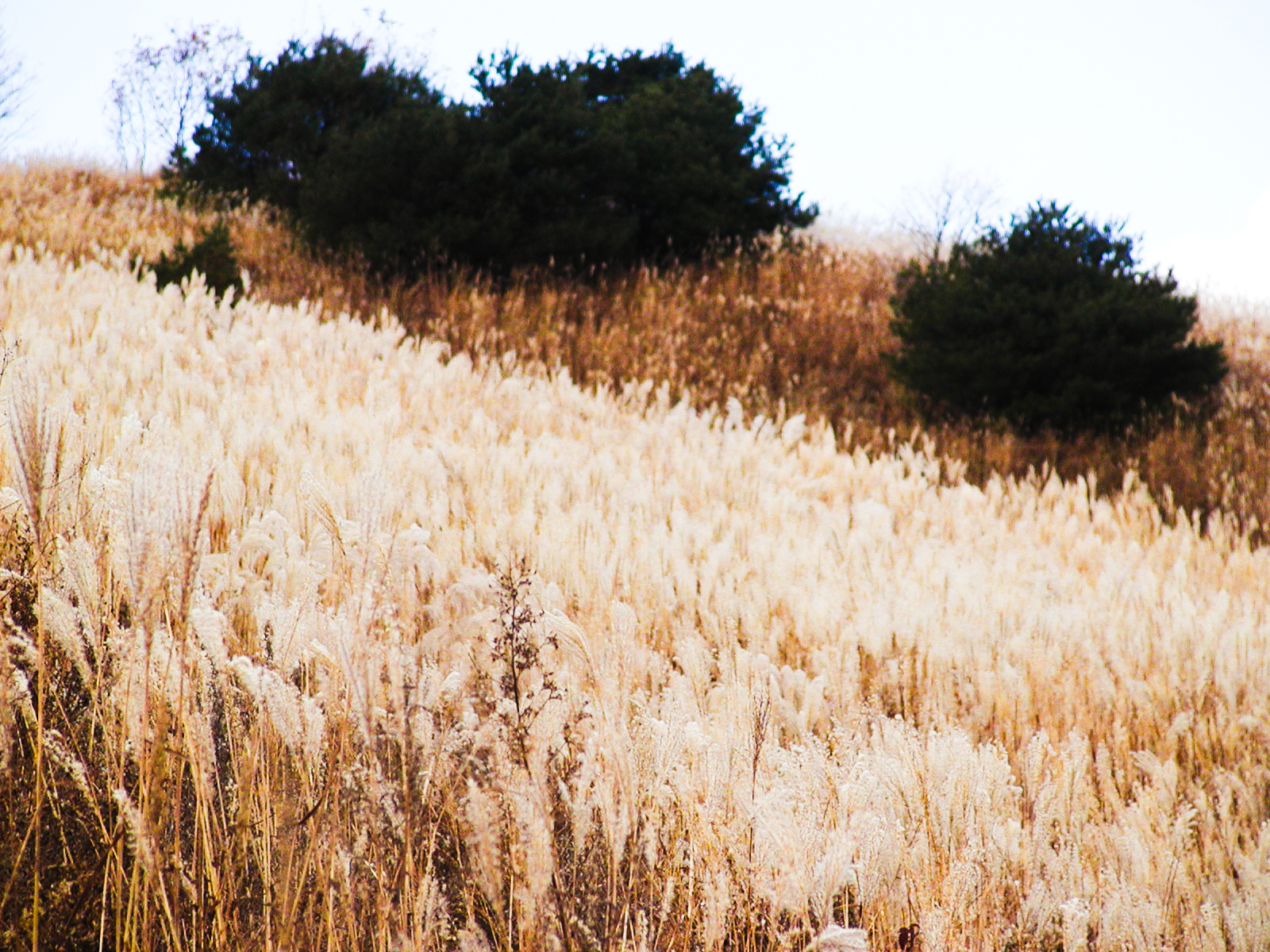 MindungSan's Shoulder-High, Silver Grass Hiking on Golden Week