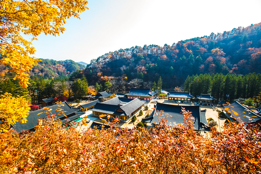 Odesan's Temple to Temple Forest Trekking