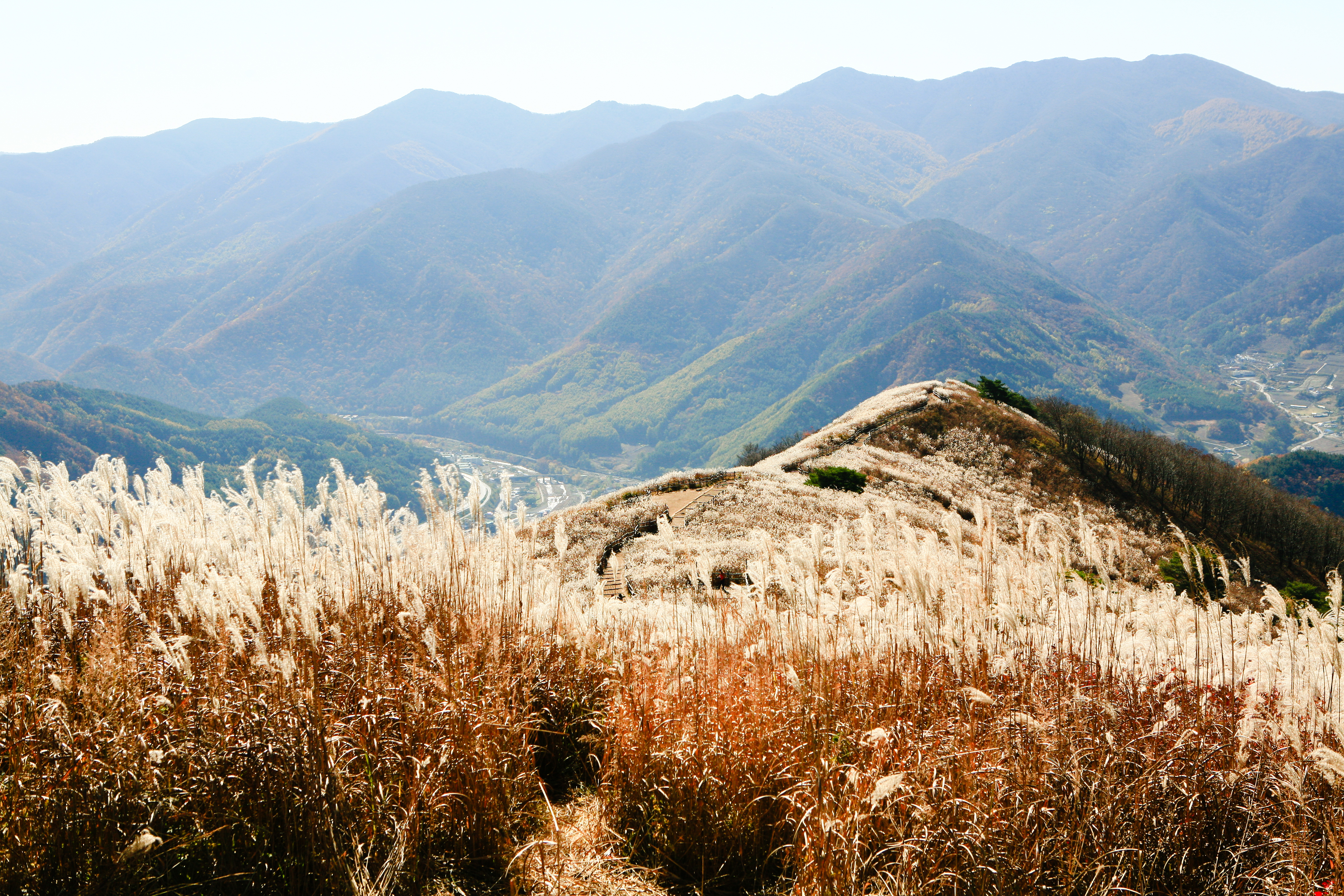 MindungSan's Shoulder-High, Silver Grass Hiking on Golden Week