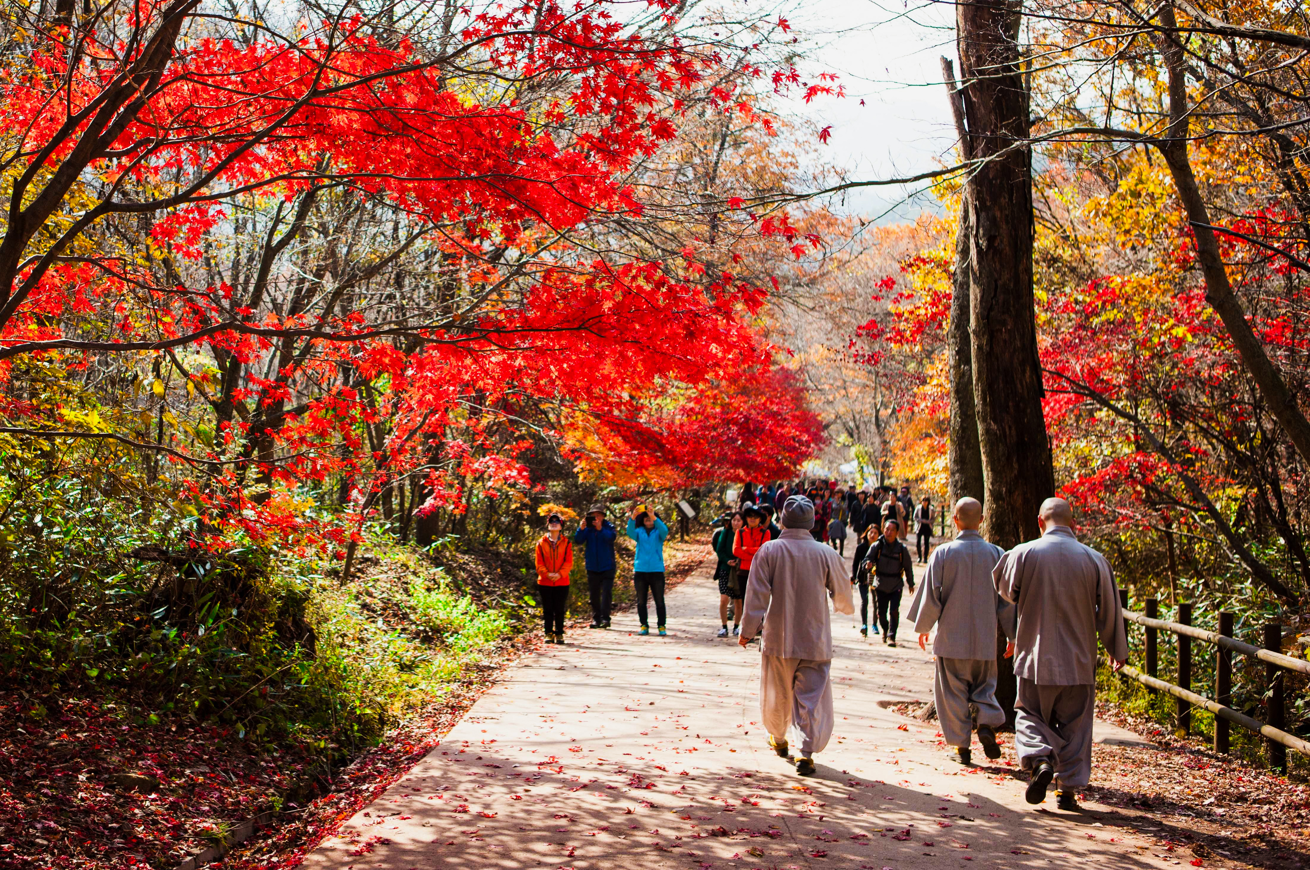 Odesan's Temple to Temple Forest Trekking