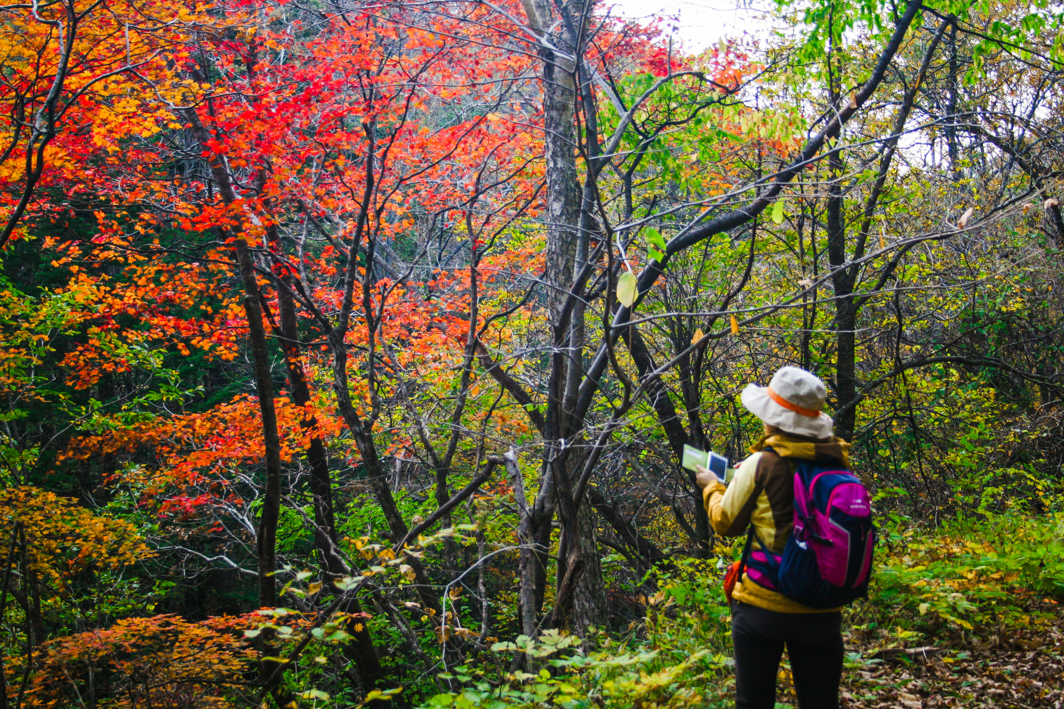 Odesan's Temple to Temple Forest Trekking