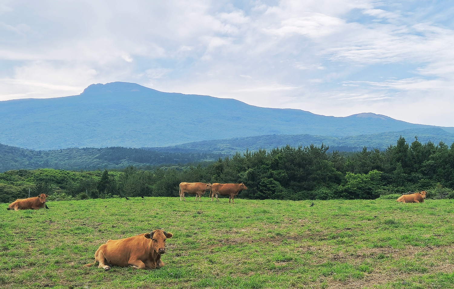 Jeju's Hallasan Mt & Forest Base Trail Loop (5D/4N)