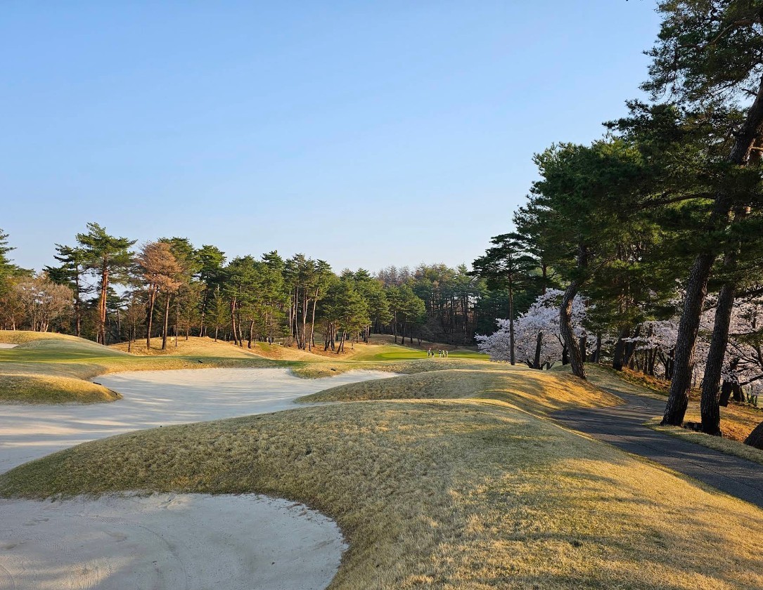 [강릉] 8월 동해·소나무숲 품은 샌드파인CC 라카이리조트 36홀 1박2일