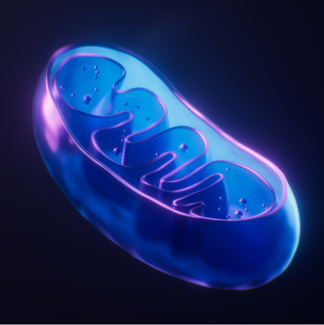 미토콘드리아 기능 활성화