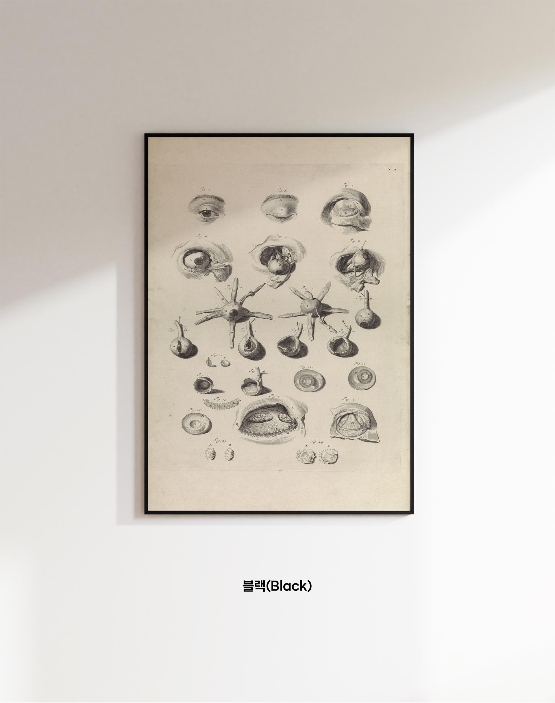 시선의 구조