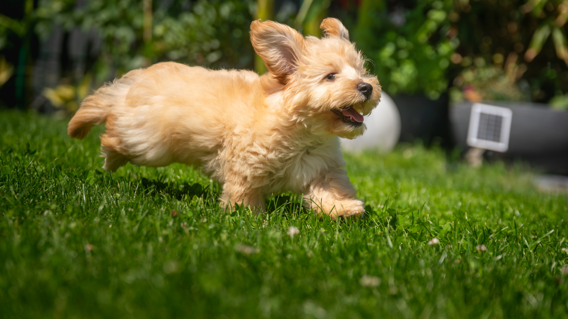 펫문 서비스 후기 이미지 7