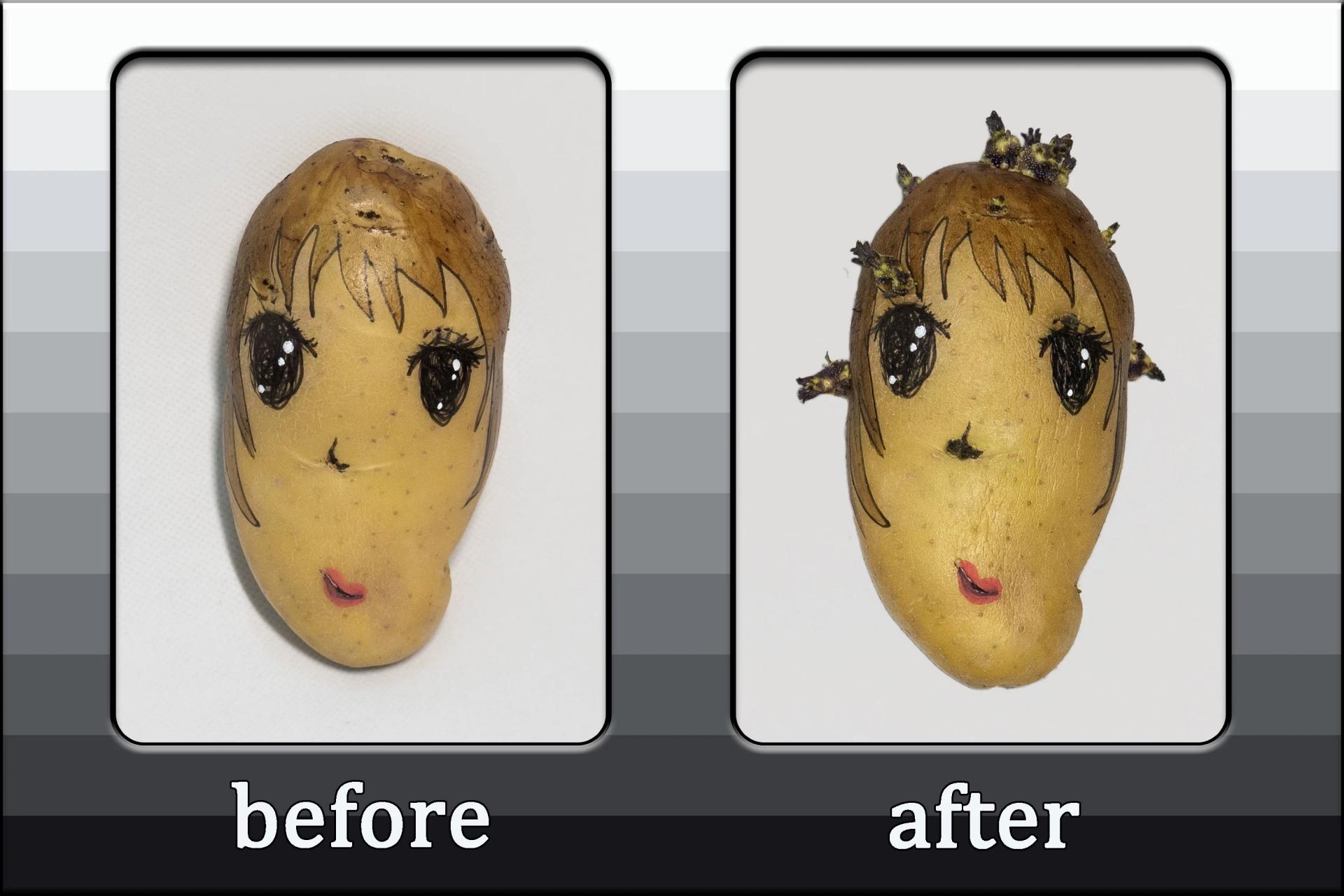Potato 3D foam sticker