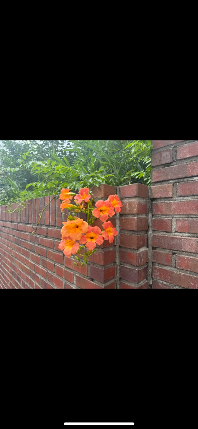 539bcdec53f9a.png