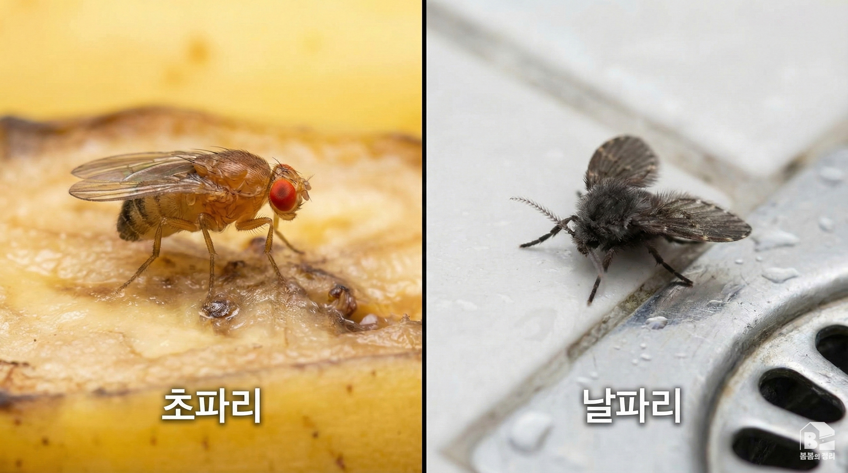 붉은 눈의 초파리(과일 주변)와 검은색 날파리(하수구 주변) 외형 비교