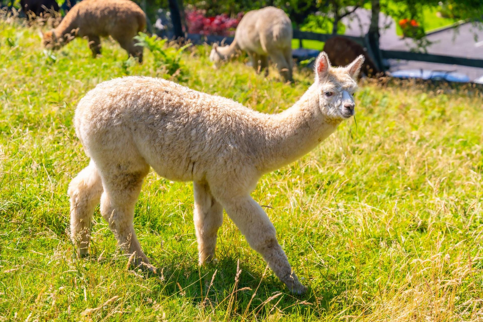 Hongcheon Alpaca World