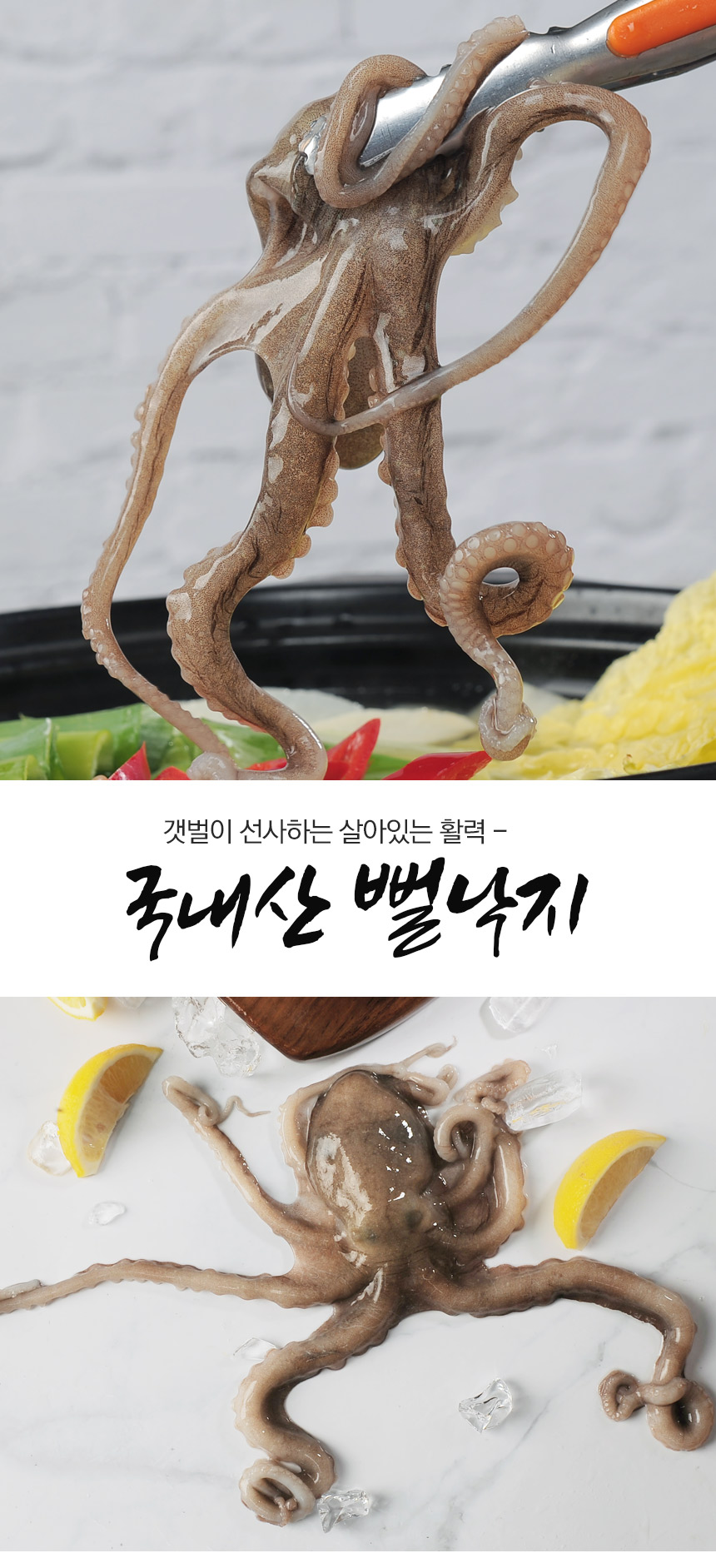 살아있는 목포뻘낙지 小 (60~80g) 5마리 - 무료배송