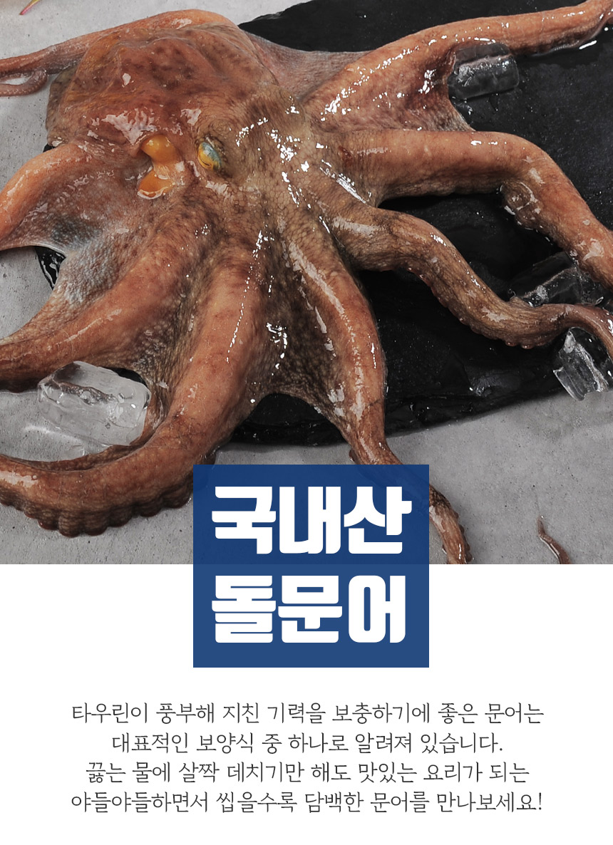 문어 남해안 자연산 돌문어 1kg 大 생물 (2-3마리) - 무료배송