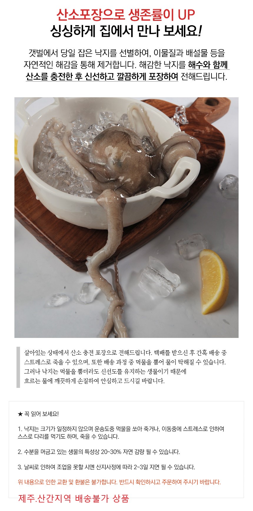살아있는 목포뻘낙지 大 (150~200g) 5마리 - 무료배송