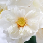 White lotus flowers are in full bloom.