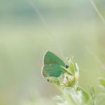 A green butterfly rests on a flower.