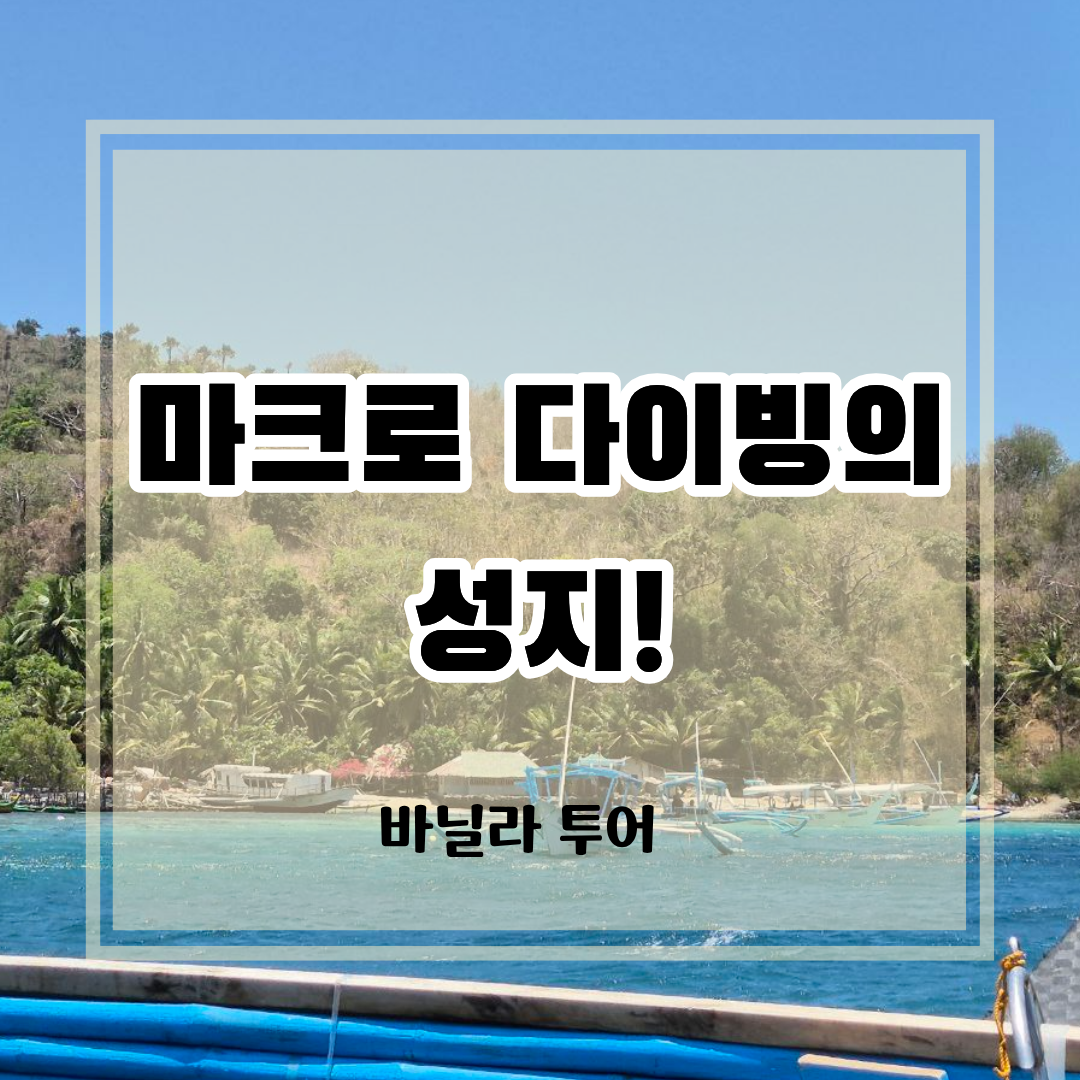 마크로 다이빙의 성지 아닐라오 여행 썸네일