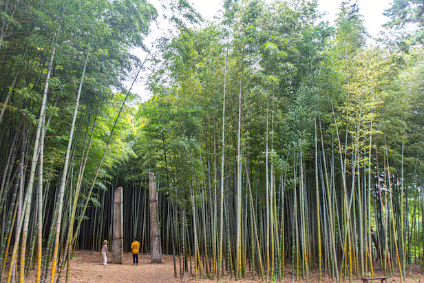 아홉산숲 내 대나무숲./이신영 영상미디어 기자