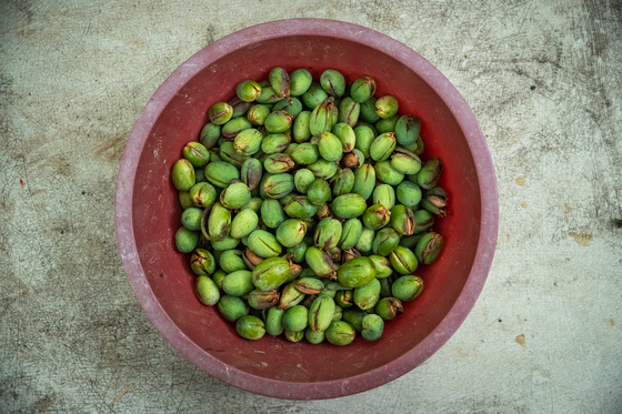 비자나무 열매는 아내 임계화씨의 비법 강정 재료다.