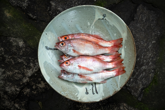 신씨의 두 아들이 ‘할아버지 생선’이라 부르는 눈볼대. 박종근 기자