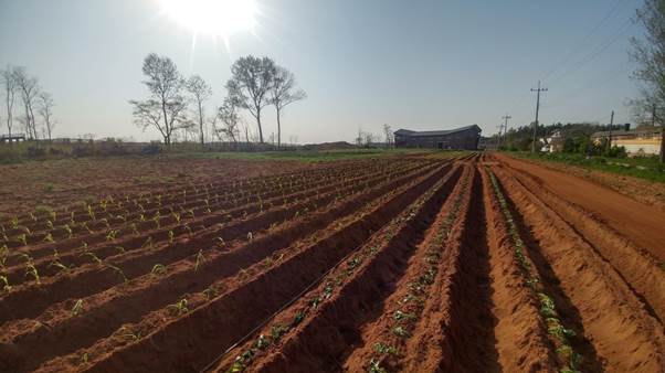 하늘, 야외, 나무, 농업이(가) 표시된 사진

AI 생성 콘텐츠는 정확하지 않을 수 있습니다.