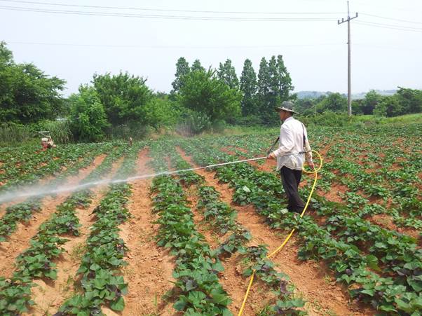 야외, 농업, 하늘, 식물이(가) 표시된 사진

AI 생성 콘텐츠는 정확하지 않을 수 있습니다.