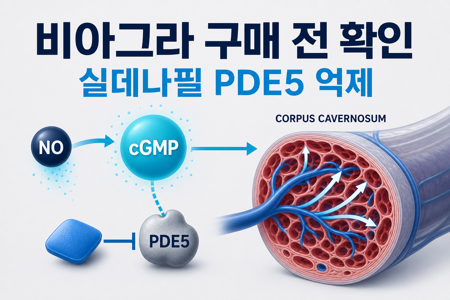 비아그라 구매 전 확인 실데나필 PDE5 억제