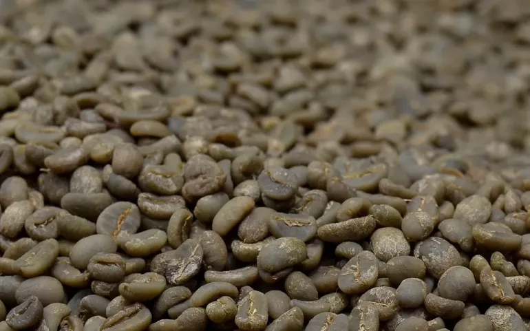 Green, unroasted coffee beans in a container.