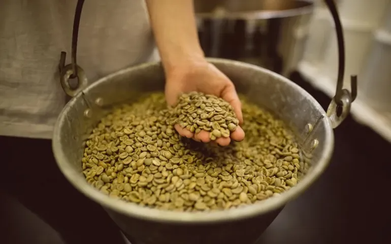 A coffee roaster tests green coffee moisture.