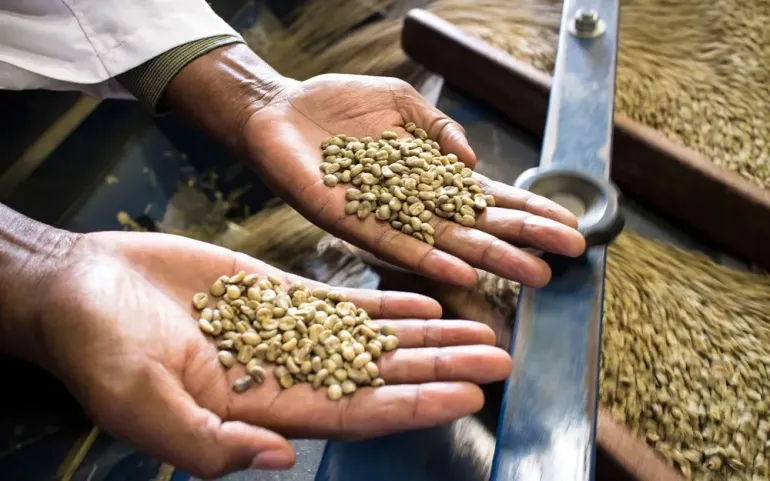 A coffee professional measures green coffee moisture on a farm.
