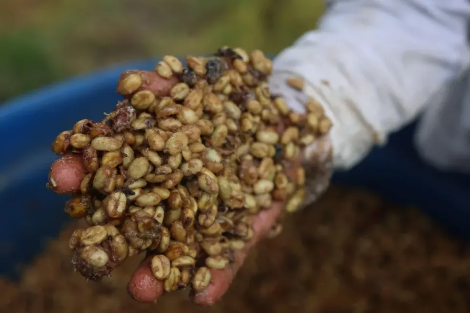 A worker displays naturally fermented coffee beans at a coffee plantation in Yacuanquer of Narino Province, Colombia.