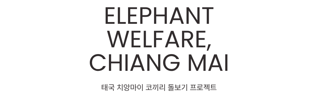 태국 치앙마이 코끼리 복지 해외봉사 프로그램｜프릿지 동물보호 봉사활동