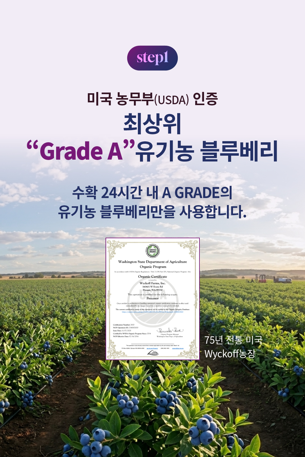 [최대15%할인]글로우퍼플홀스틱2박스