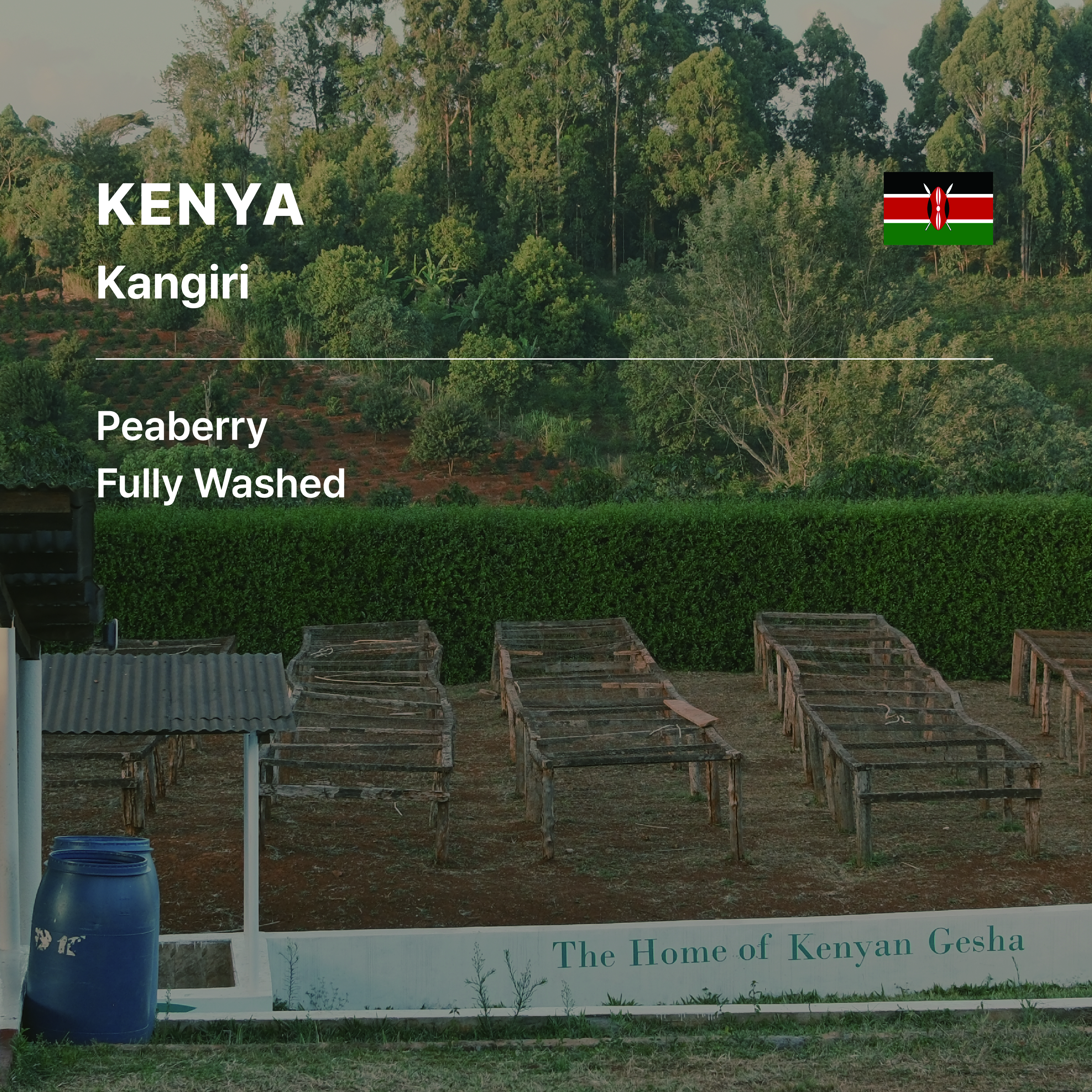 Kenya Kangiri Peaberry Fully Washed