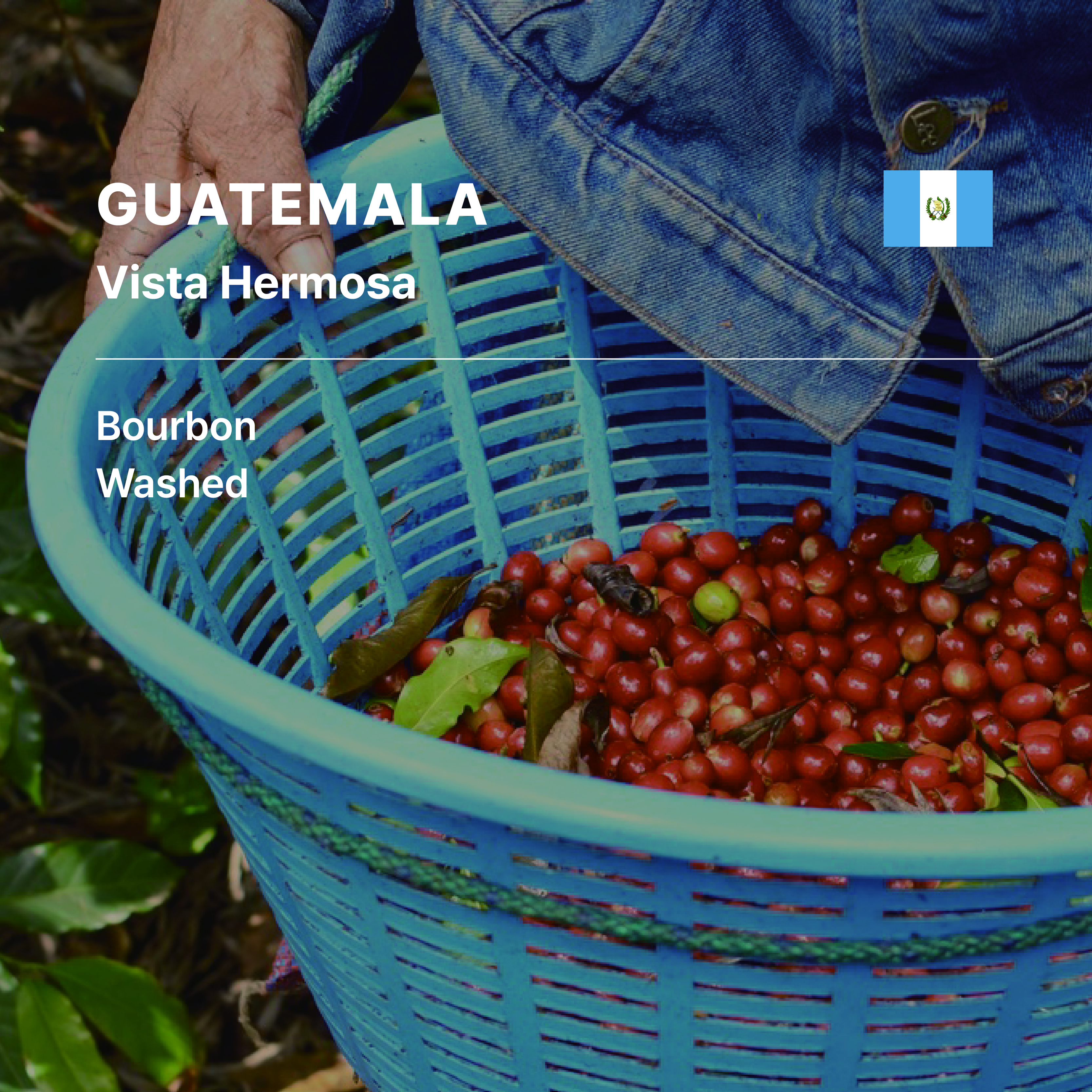Guatemala Vista Hermosa SHB Bourbon Washed