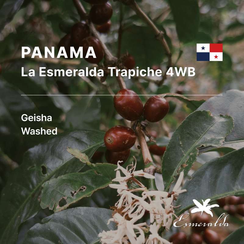 Panama Hacienda La Esmeralda Geisha Washed Trapiche 4WB