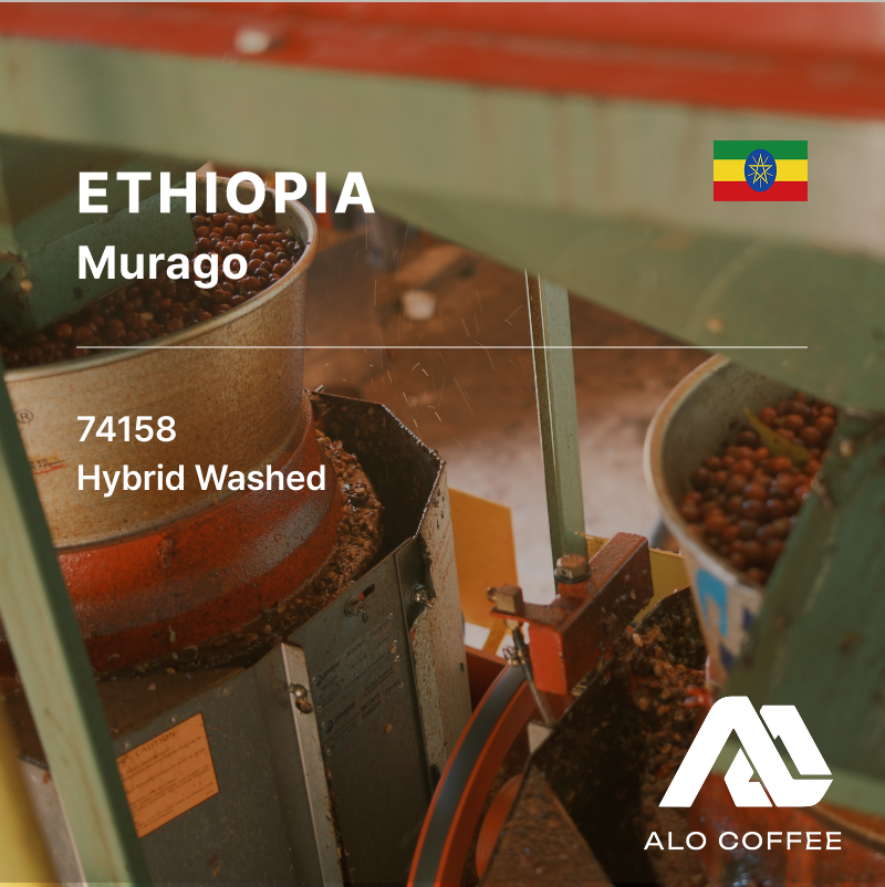 Ethiopia Murago Hybrid Washed