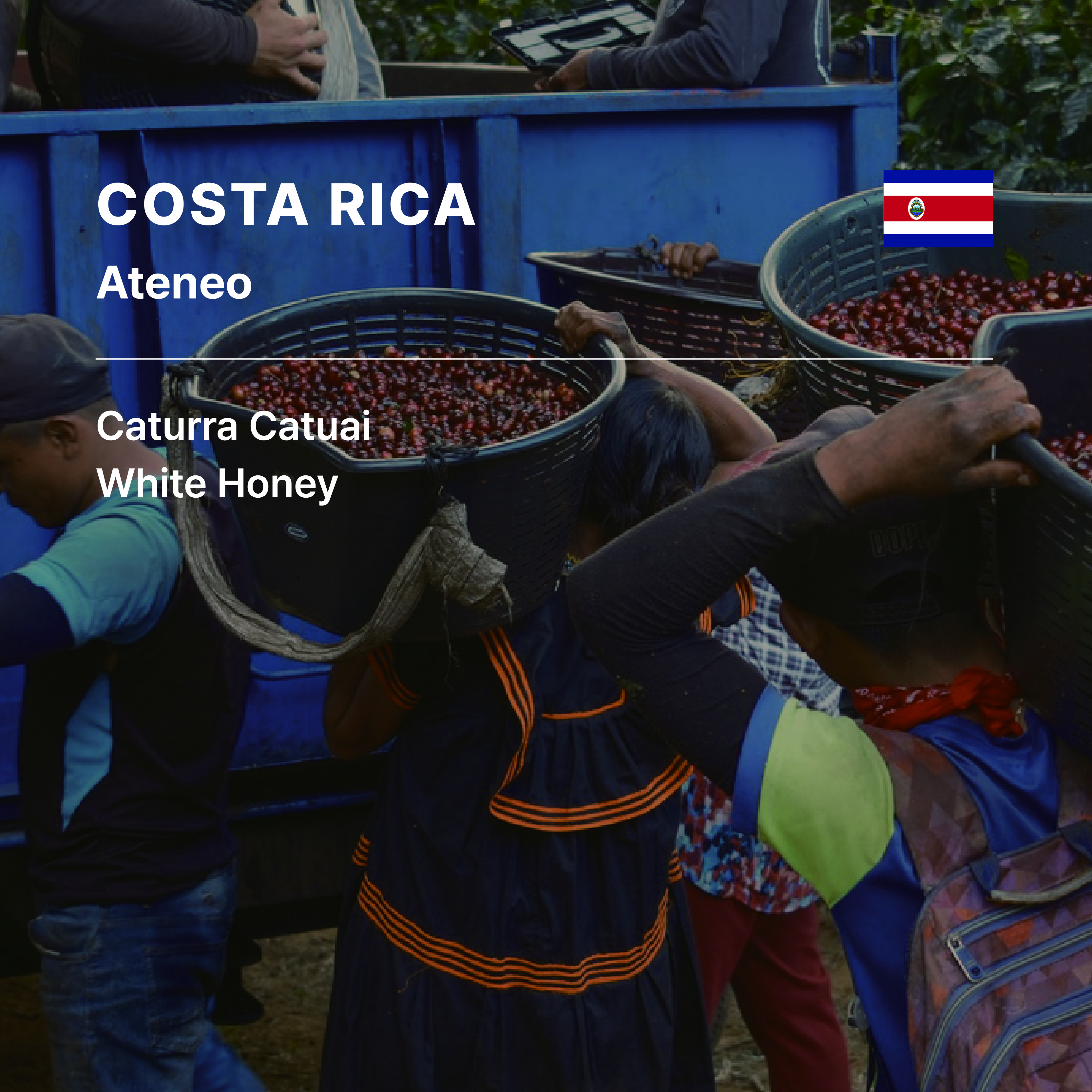 Costa Rica Ateneo Blend White Honey