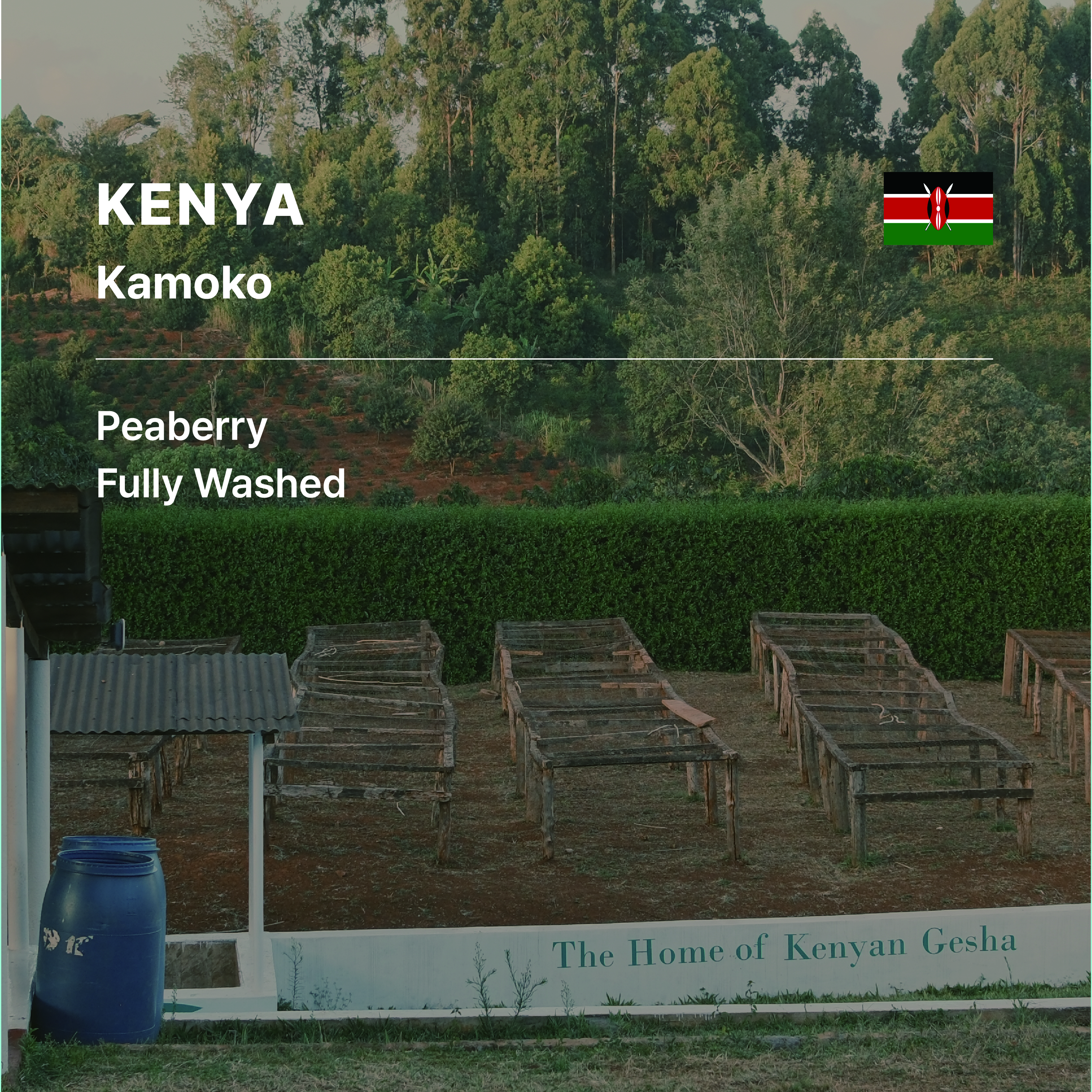 Kenya Kamoko Peaberry Fully Washed