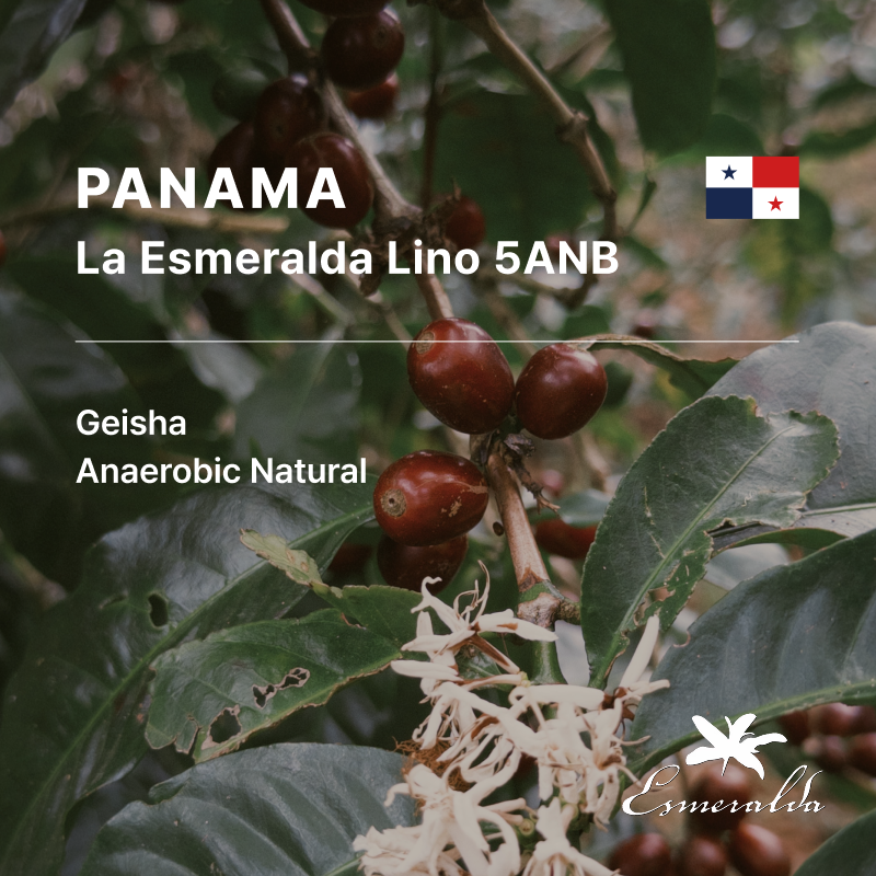 Panama Hacienda La Esmeralda Geisha Anaerobic Natural Lino 5ANB