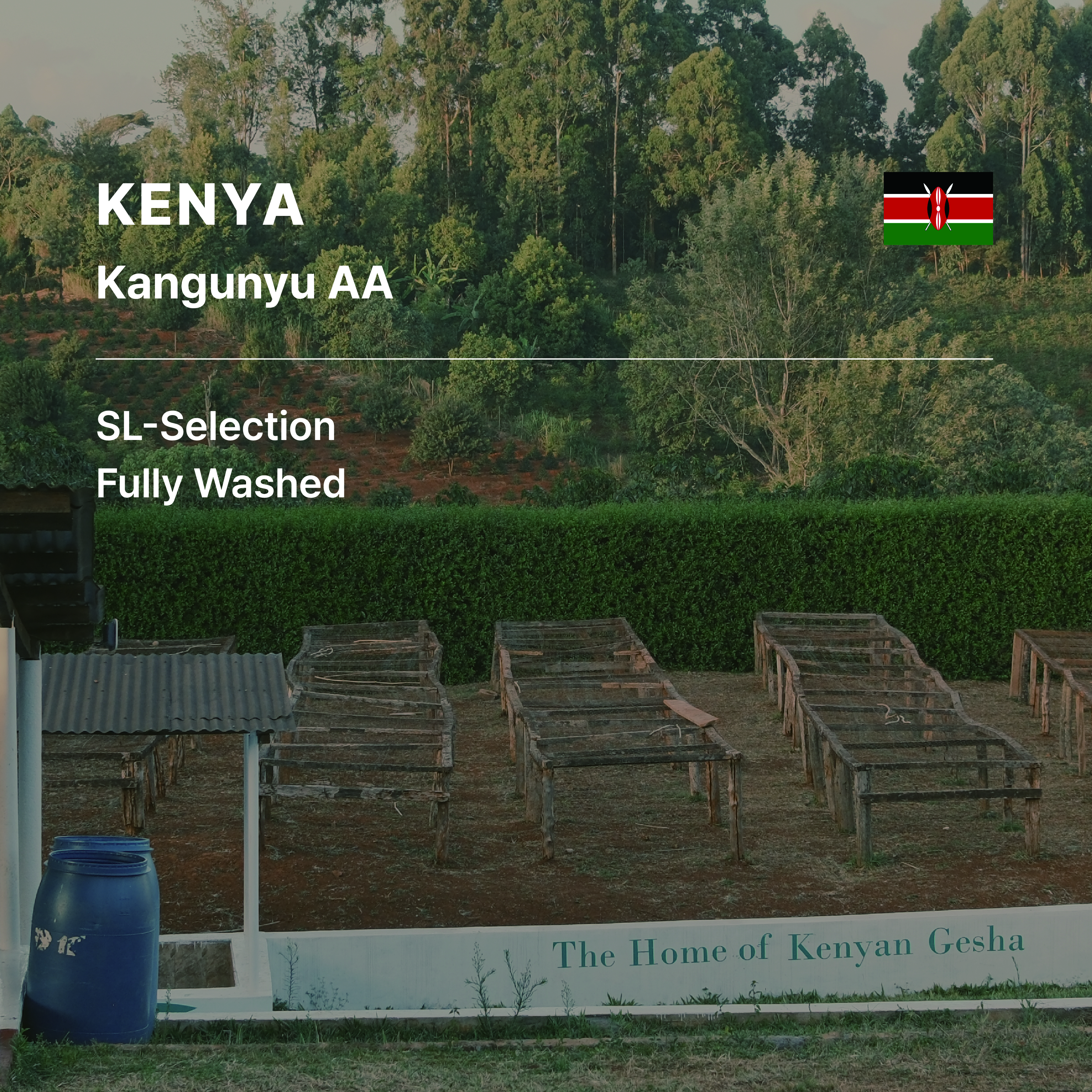 Kenya Kagunyu AA Fully Washed #11