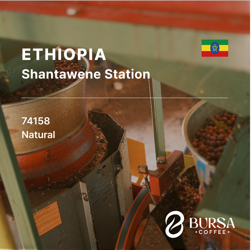 Ethiopia Shantawene G1 Natural