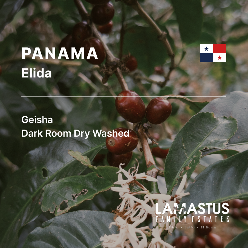 Panama Elida Geisha DRD Washed Loma Arriba