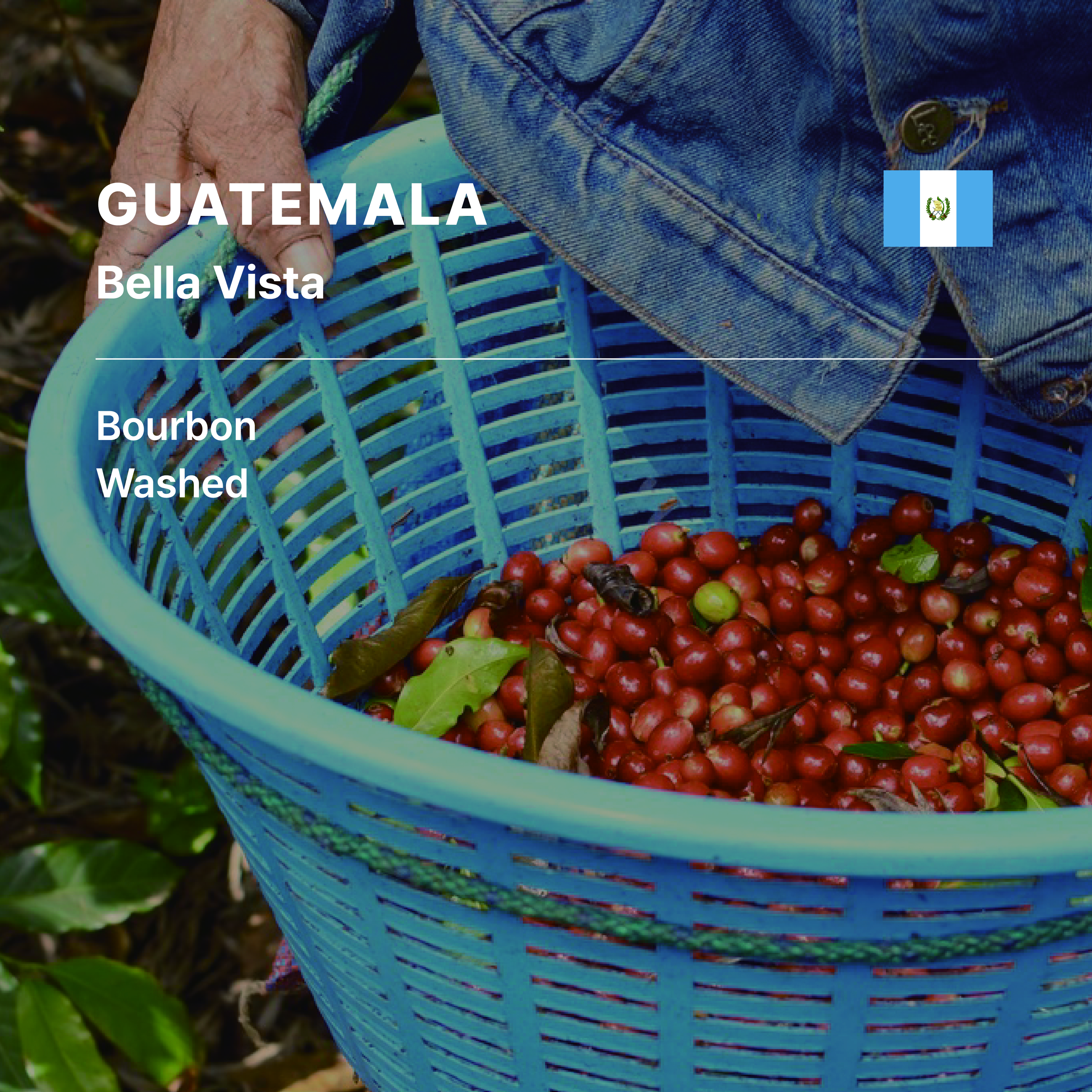 Guatemala Bella Vista Bourbon Washed