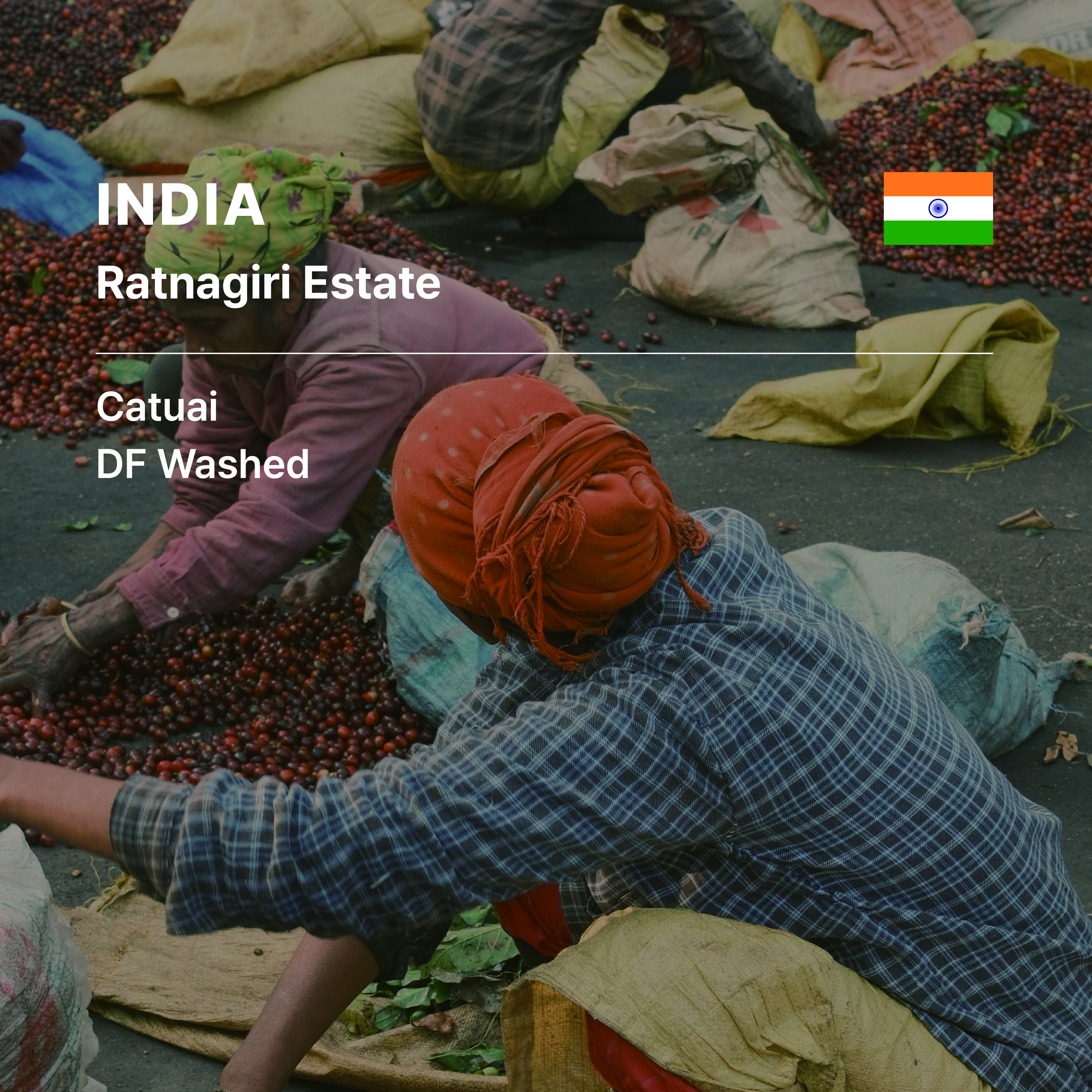 India Ratnagiri Estate Catuai DF Washed CR-179